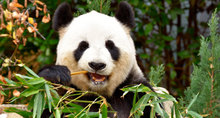 Team Team Panda's avatar