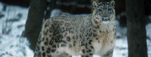 Team Team Snow Leopard's avatar