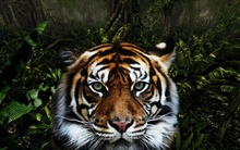 Team Team Tiger's avatar