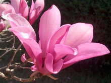 Team Cypress Magnolias & Lilies 's avatar