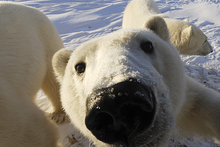 Team NYU AGPHI - Team Polar Bears's avatar