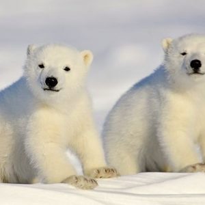 Polar Bear Nicky's avatar