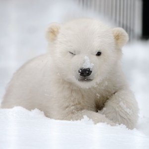 Polar Bear Lucy's avatar