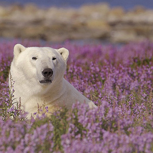 polar bear talys's avatar