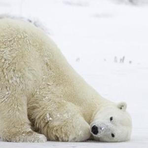 Polar Bear Grace's avatar