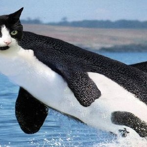 ORCA Elijah's avatar