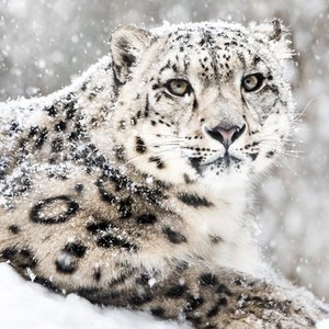 Snow Leopard Ella c's avatar
