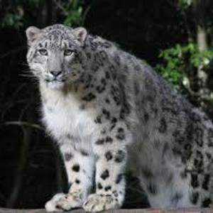 Snow Leopard Flavia S's avatar