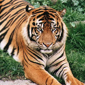 Tiger Virginia S's avatar