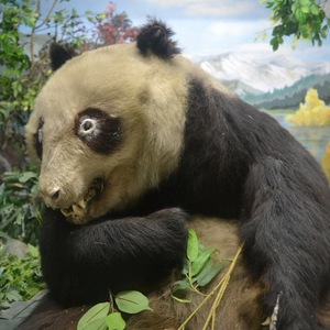 Panda Lily's avatar