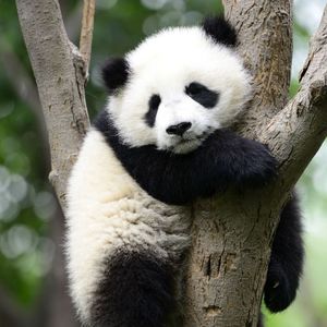 Panda KIKI's avatar