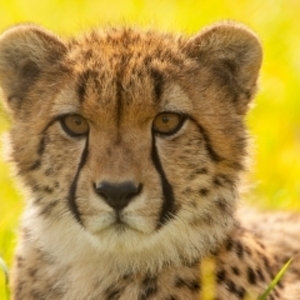 Cheetah Ruby B's avatar
