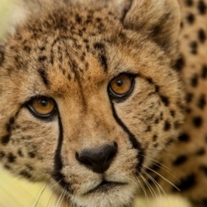 Cheetah Elsa T's avatar