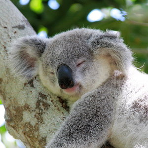 Koala Isa's avatar