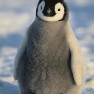 Penguin Veronica's avatar