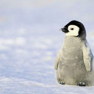 Penguin  Reese 's avatar