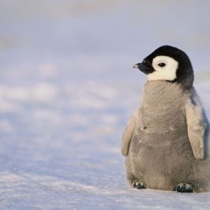 Penguin Manav's avatar