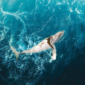 Whale Shark  Alexa's avatar