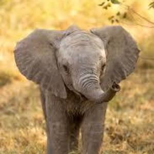 Elephant Marina's avatar